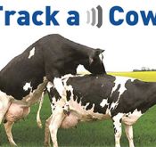Track a))) Cow - уникальная технология обнаружения половой охоты